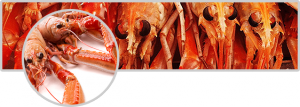 Cigalas