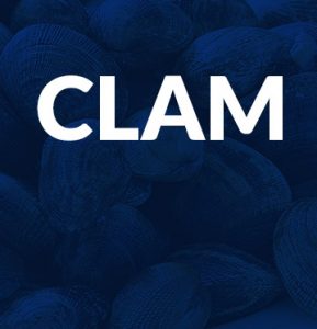 Clam