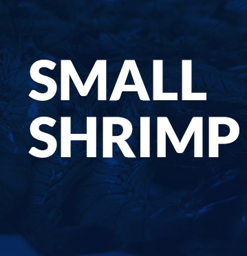 Small shrimp
