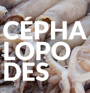 Céphalopodes