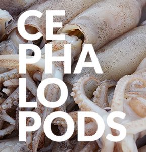 Cephalopods