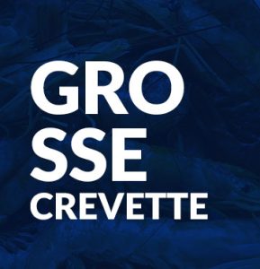 Grosse crevette