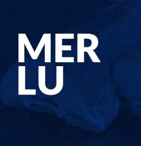 Merlu